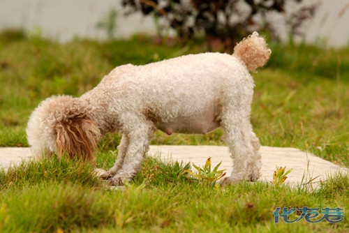 【宠物课堂】狗狗怀孕护理实用指南,以供各位