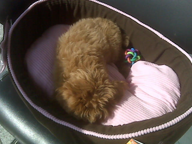 泰迪的胎毛什么时候去修剪好呢?常州哪里的狗