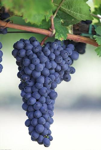 岁月是把杀猪刀,紫了葡萄,软了香蕉.|龙城茶座