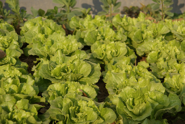 这些天天吃的蔬菜,种在田里,你还能认识多少?