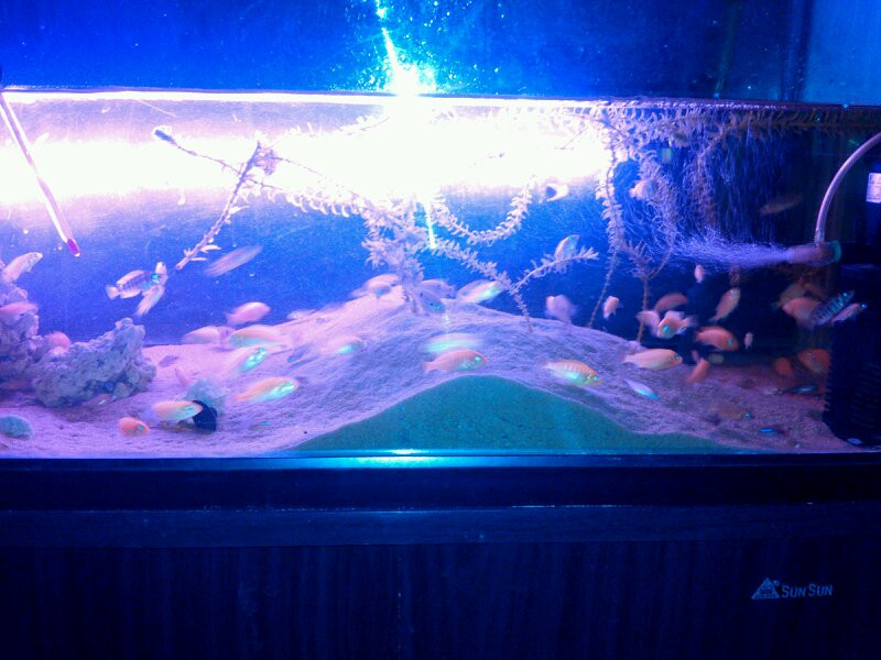 打包出马鲷幼鱼(非洲王子,雪艳红,红宝石及未知