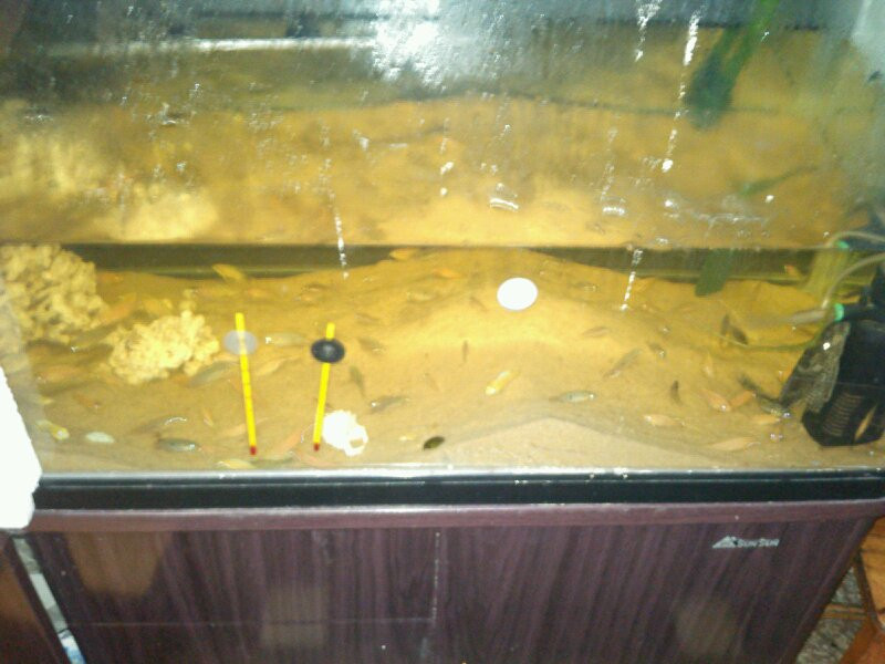 打包出马鲷幼鱼(非洲王子,雪艳红,红宝石及未知