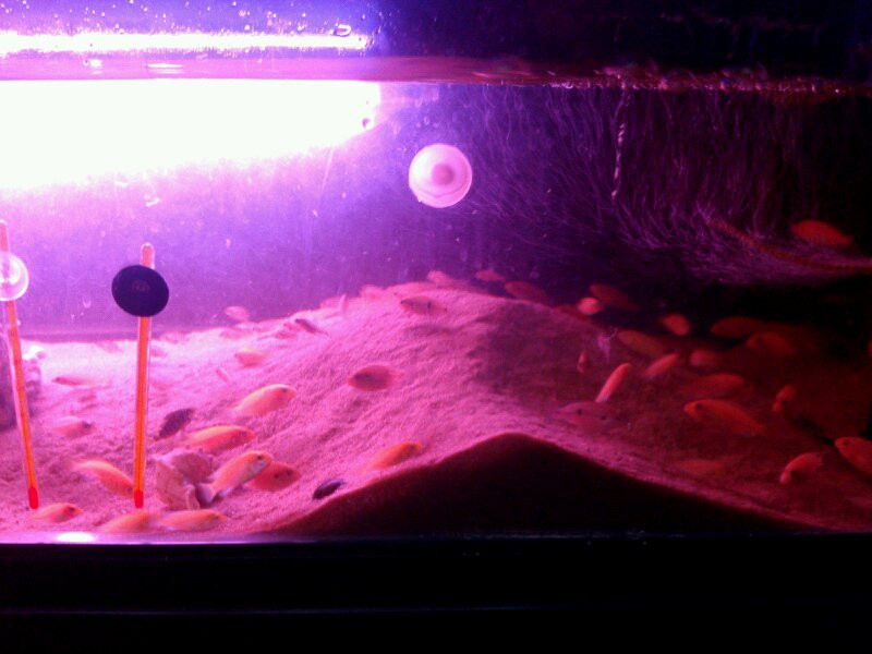 打包出马鲷幼鱼(非洲王子,雪艳红,红宝石及未知