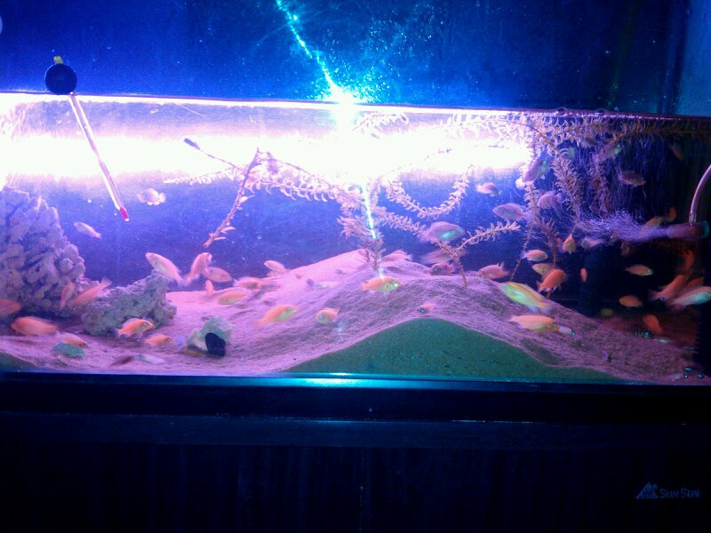 打包出马鲷幼鱼(非洲王子,雪艳红,红宝石及未知