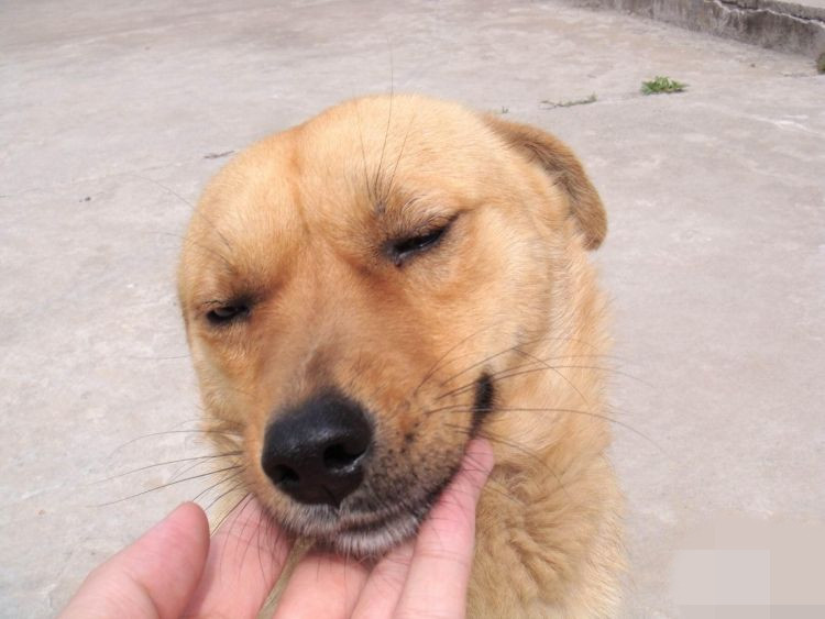 前天一只中华田园犬跟着我回家了,发现这狗还