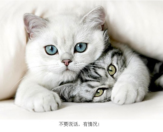 有钱人造的别墅群,房地产行业又火了?!|龙城茶