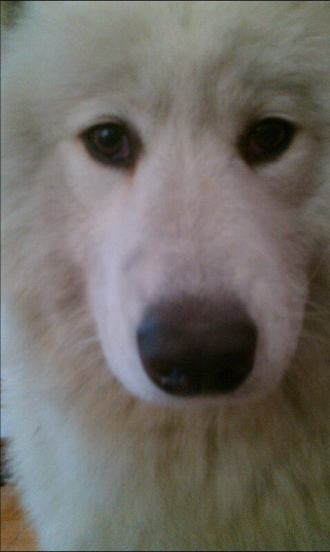 从常州到厦门,求顺风车运只狗狗,私家车货运卡