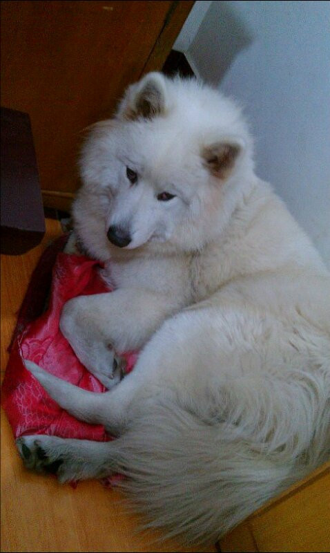 从常州到厦门,求顺风车运只狗狗,私家车货运卡