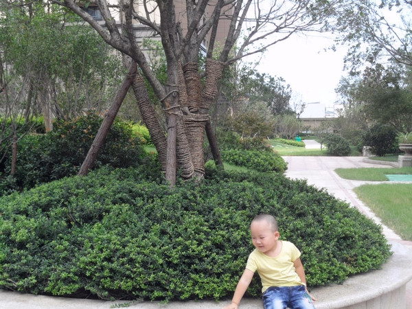 物业管理主题摄影大赛之+小区环境无比形容!|