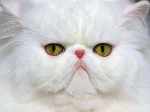 <b><font color=#0000FF>������ɫ�ǣ�������</font></b>