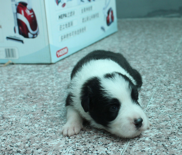 家养边境牧羊犬宝宝出售,名血统后代,最后一只