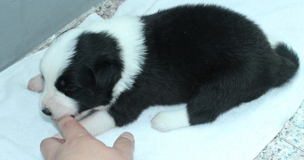 家养边境牧羊犬宝宝出售,名血统后代,最后一只